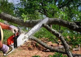 How Our Tree Care Process Works  in  Orange, TX