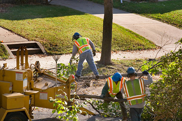 Orange, TX  Tree Services Company